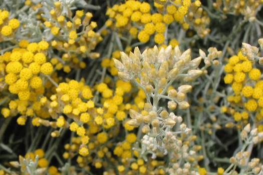 Helichrysum italicum microphyllum