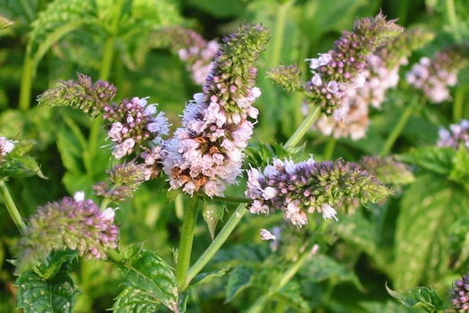 Mentha piperita