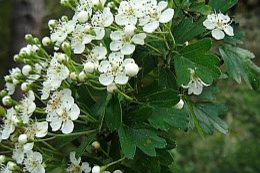 Crataegus monogyna