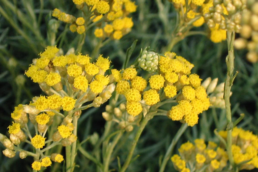 Helichrysum italicum 'Darlington'