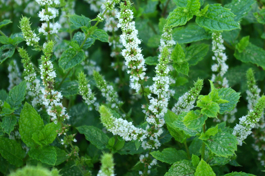 Mentha spicata 'Moroccan'