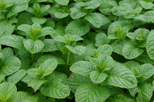 Mentha spicata 'Marrakech' *