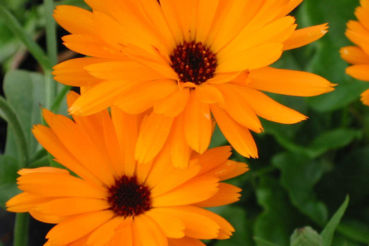 Calendula officinalis