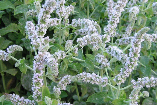 Mentha spicata 'English Mint'