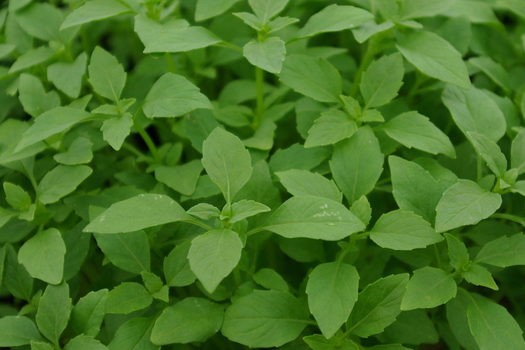 Ocimum basilicum 'Piccolo' *