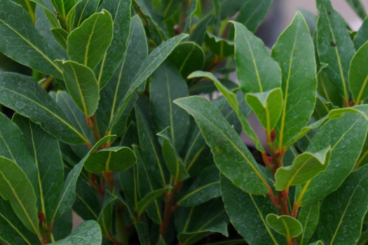 Laurus nobilis