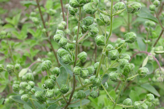 Origanum majorana