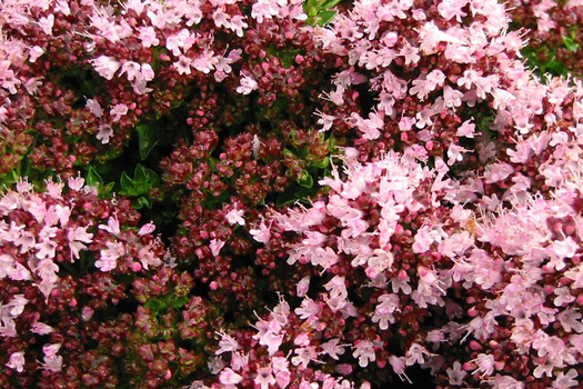 Origanum vulgare 'Compactum'