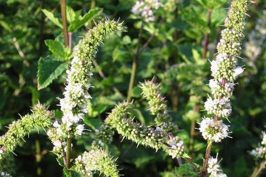 Mentha spicata 'Spanish'