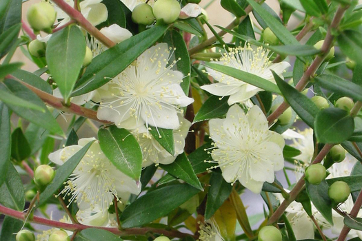 Myrtus communis 'Tarantina' *