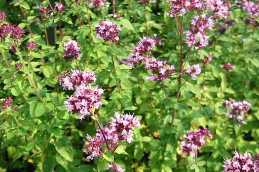 Origanum vulgare