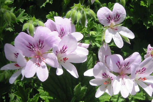 Pelargonium 'Prince of Orange'