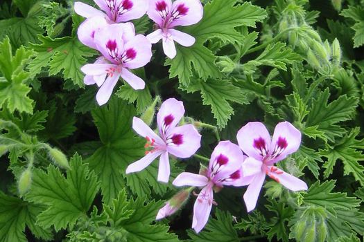 Pelargonium 'Citronella' *