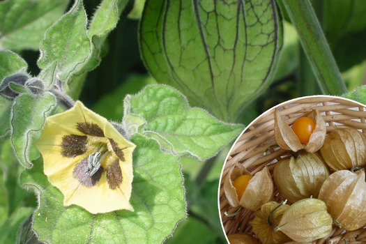 Physalis peruviana *