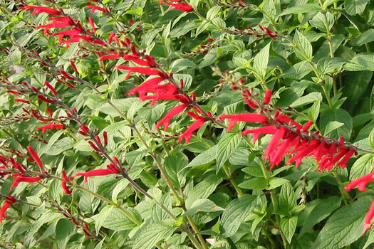 Salvia elegans 'Scarlet Pineapple'