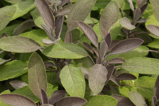 Salvia officinalis 'Purpurascens'