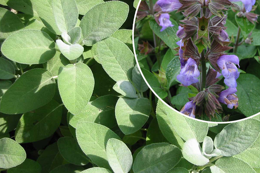 Salvia officinalis 'Berggarten'