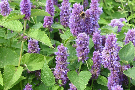 Agastache foeniculum