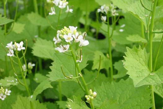 Alliaria petiolata *