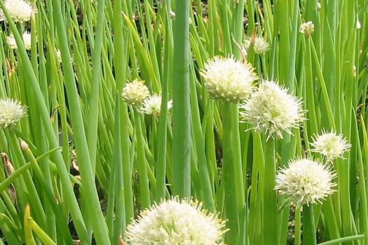 Allium fistulosum