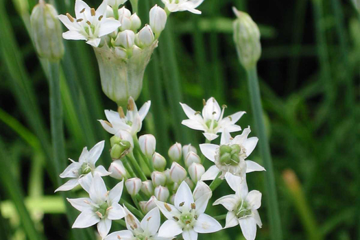 Allium tuberosum