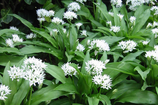 Allium ursinum