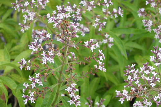 Aloysia triphylla