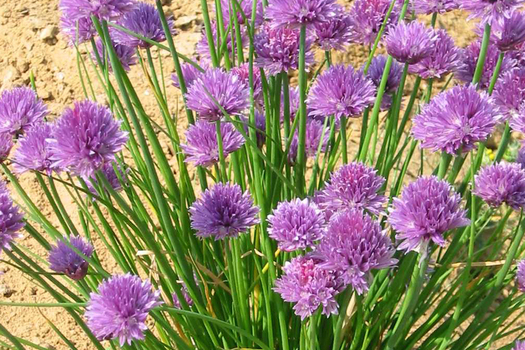 Allium schoenoprasum