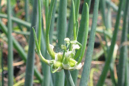 Allium cepa 'Proliferum'