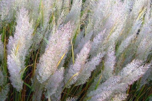 Calamagrostis brachytricha