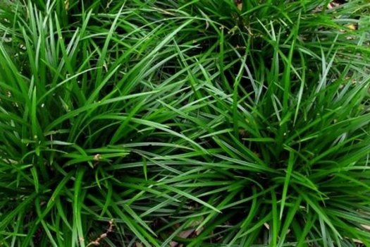 Carex morrowii 'Irish Green'