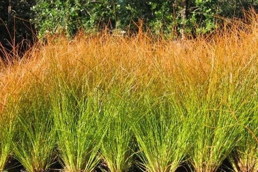 Carex testacea 'Prairie Fire'