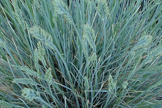 Festuca glauca 'Casblue'