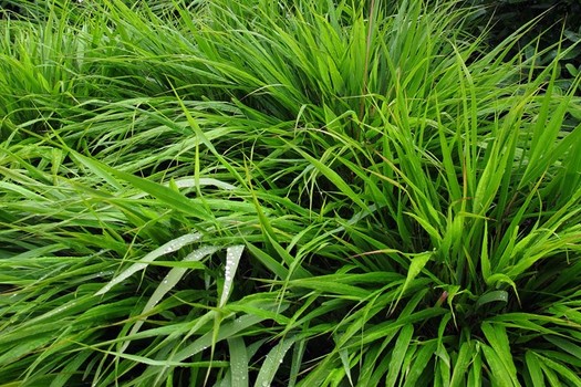 Hakonechloa macra