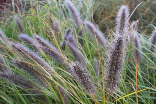 Pennisetum alopecuroides viridesens