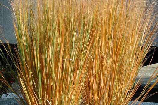 Panicum virgatum 'Northwind'