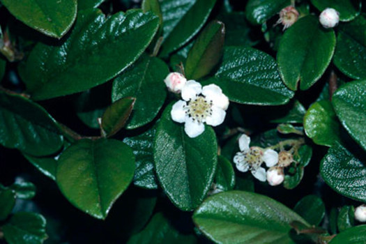 Cotoneaster dammeri 'Miranda'