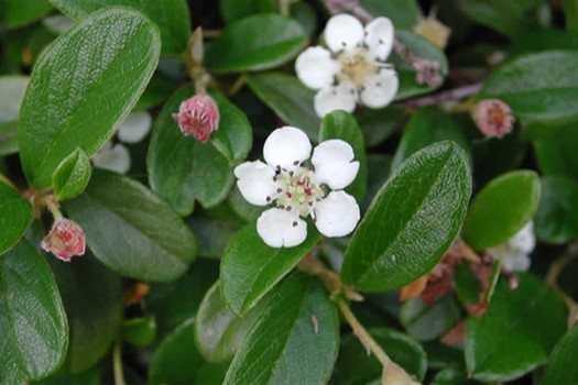 Cotoneaster dammeri 'Mooncreeper'