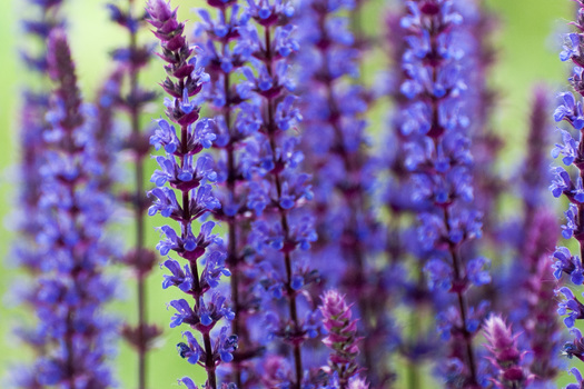 Salvia nemorosa 'Caradonna'