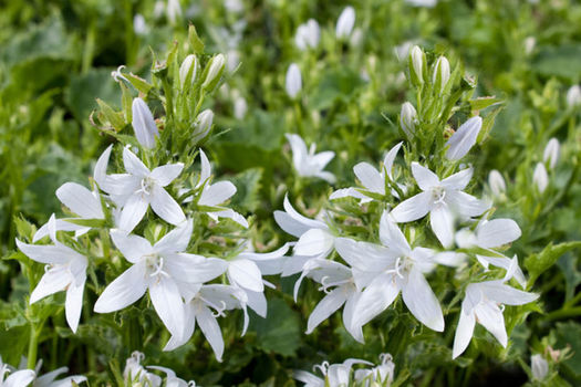 Campanula poscharskyana 'E.H. Frost'