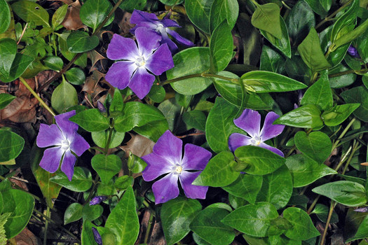 Vinca minor 'Hawaii' *