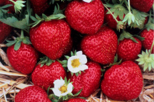 Fragaria ananassa 'Mara des Bois'