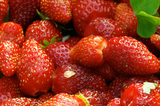 Fragaria ananassa 'Kent'