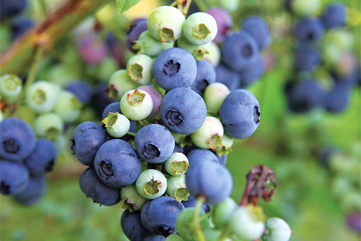 Vaccinium corymbosum 'Hortblue Petite'