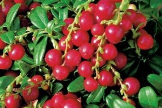 Vaccinium vitis-idaea 'Meliro'