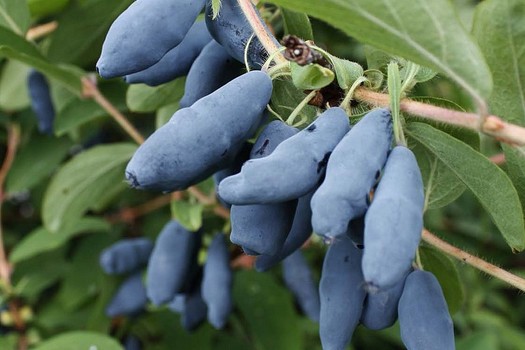 Lonicera caerulea kamtschatica