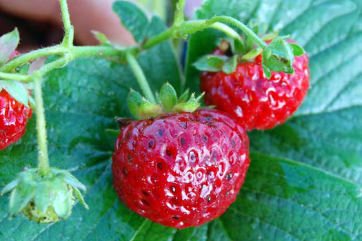 Fragaria ananassa 'Mieze Schindler'