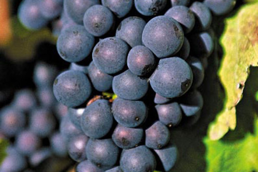 Vitis 'Muscat Bleu'