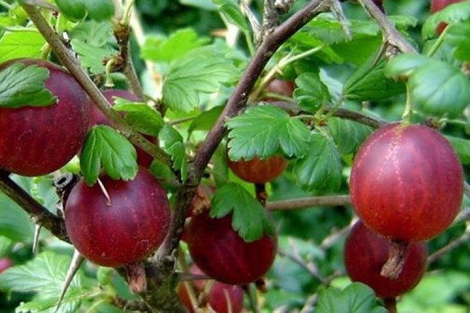 Ribes uva-crispa 'Uralski'