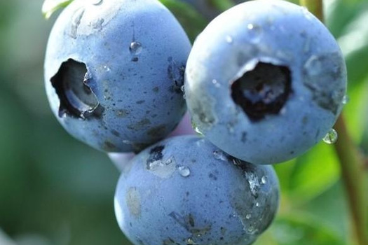 Vaccinium corymbosum 'Duke'